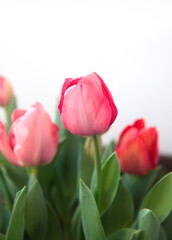 Light red tulip in bloom, Tulips 