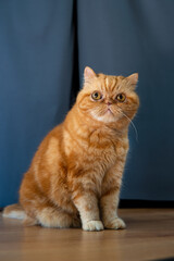 Fototapeta premium Beautiful Fluffy red cat with big eyes of the Exotic breed. On a gray background indoors. Long fur. Pets concept.