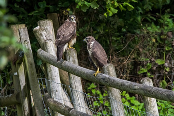 Common Buzzard perched on a wooden fence, looking for prey. Buteo buteo a medium bird of the...