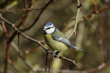 blue tit (Cyanistes caeruleus)