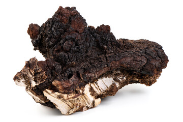 Chaga Mushroom Isolated on White Background.