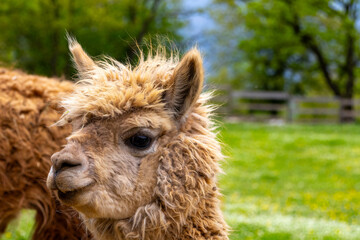 Obraz premium Curious Alpaca in a Vibrant Spring Landscape