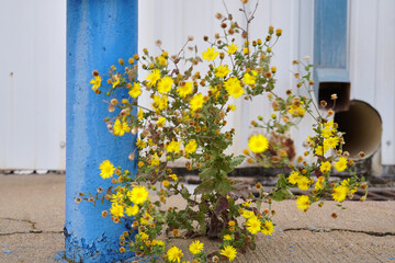 Flowers growing in industrial park