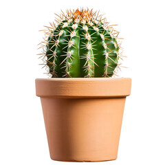 Potted cactus plant green spiky isolated on transparent background