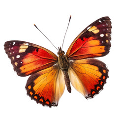 Naklejka premium butterfly on isolated white background