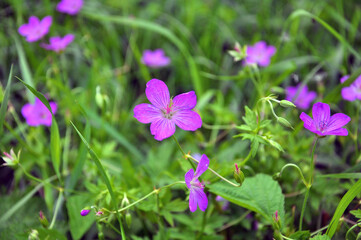 Geranium growing in the wild