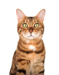 Fototapeta premium Studio portrait of an adult Bengal cat on a white background.