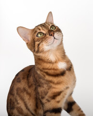 Studio portrait of young bengal cat looking away on white background.