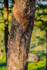 Rubber Tree Tapping Process in Sylhet, Bangladesh