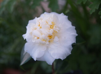 Blossom of Brushfields Yellow camellia, creamy-white, yellow camellia flower