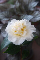 Blossom of Brushfields Yellow camellia, creamy-white, yellow camellia flower