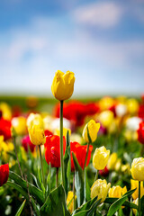 Field of colorful tulips red tulips field many red flowers spring flowers field tulip red tulips yellow tulips pink flowers field  © DAWID ZAWILA