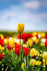 Vitrage gordijnen Field of colorful tulips red tulips field many red flowers spring flowers field tulip red tulips yellow tulips pink flowers field  © DAWID ZAWILA