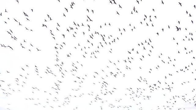 A huge flock of brants or brent geese (Branta bernicla) flying over