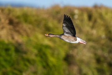 Greylag Goose, Anser anser, bird in flight over winter marshes