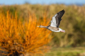 Greylag Goose, Anser anser, bird in flight over winter marshes