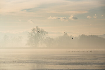 Krajobraz nad wodą, Goczałkowice zdrój, mglisty poranek. 