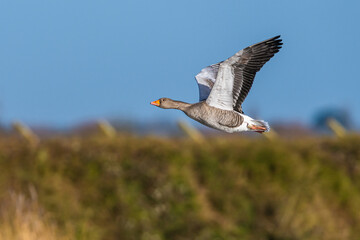 Obraz premium Greylag Goose, Anser anser, bird in flight over winter marshes