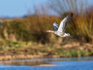 Greylag Goose, Anser anser, bird in flight over winter marshes