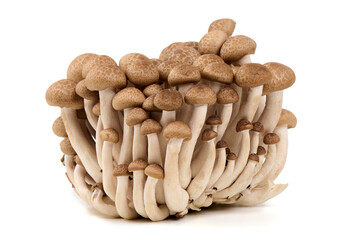 Fresh Brown Beech Mushrooms, Isolated on White Background.