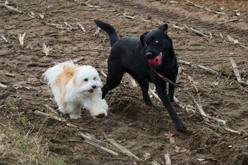 two funny dogs are playfully running on a stubble field. the black labrador has a ball in its mouth and the havanese is running after it