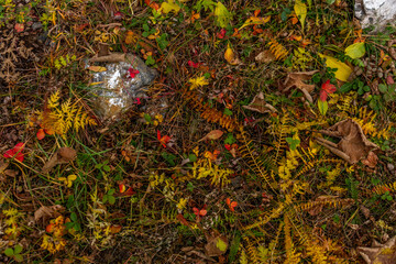 Yellow and orange fall leaves laying on the ground in mountains of Altai at October. Siberia, Russia