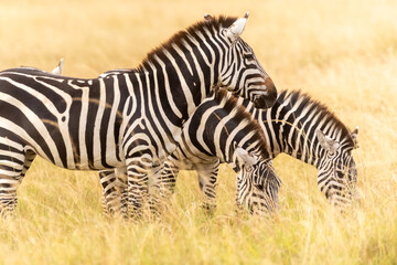 Steppenzebras