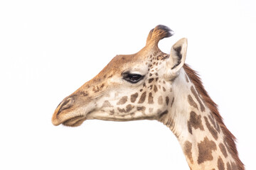 Netzgiraffenportrait