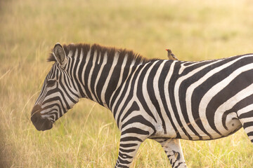 Steppenzebras