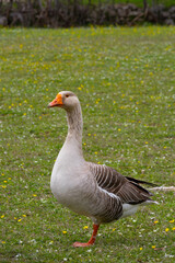 Graceful Goose Standing on a Flower-Covered Meadow
