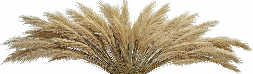 Fototapeta premium Pampas Grass Bouquet, White Background, Design