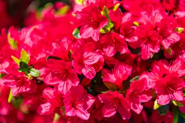 Fototapeten Azalee Bright blooming azalea flower in nature. Azalea flower. Flowering nature closeup. Floral beauty. Macro of flowering azalea plant. Exotic flower. Natural flower plant. Flora nature  © be free