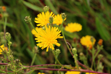 Picris hieracioides grows in the field like a weed