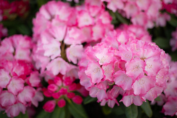 Fototapeta premium pink summer flowers. pink spring flowers close up