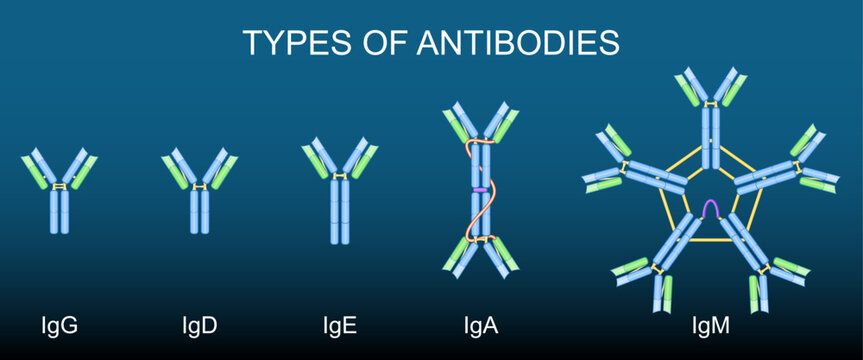 Types of antibodies. Immunoglobulin anatomy Ig, IgA, IgE, IgD, IgG, IgM.