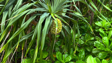 Palm trees with fruits in jungle.
Trip to Thailand. Travel photo.
Island with palm tree. Summer vacation.
Thai resort. Krabi, Phi phi, Andaman beach.
Nature of tropical rainforest.