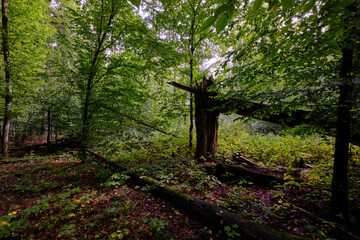 Summertime deciduous forest with broken old tree