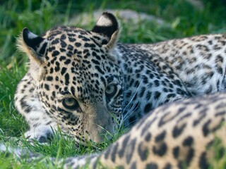 close up of leopard