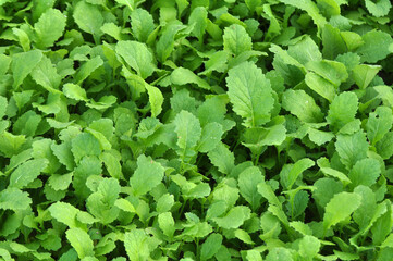 Mustard (Sinapis) grows in a farm field