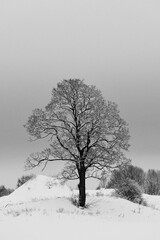 Fototapeta premium A maple tree in the cultural landscape of Toten, Norway, a day in January 2025.