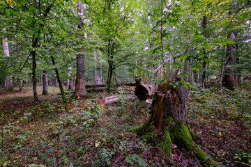 Summertime deciduous forest with broken old tree