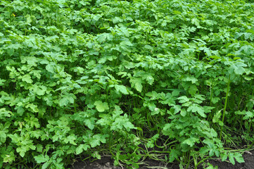 Mustard (Sinapis) grows in a farm field