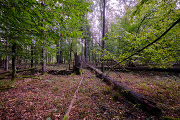 Summertime deciduous forest with broken dead tree,Bialowieza Forest,Poland,Europe