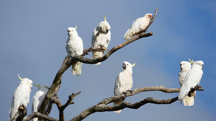 Cockatoo parrot beautiful Australian bird in the wild © pettys