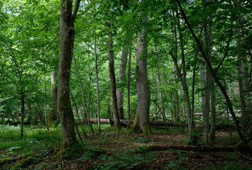Summertime deciduous forest with broken old tree