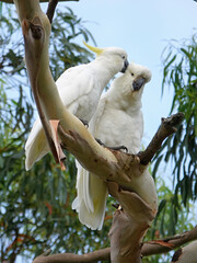 Cockatoo parrot beautiful Australian bird in the wild