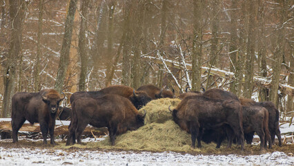 European bison(Bison bonasus) herd