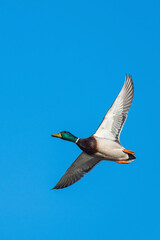 Mallard, Anas platyrhynchos, bird in flight over winter marshes
