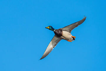Mallard, Anas platyrhynchos, bird in flight over winter marshes