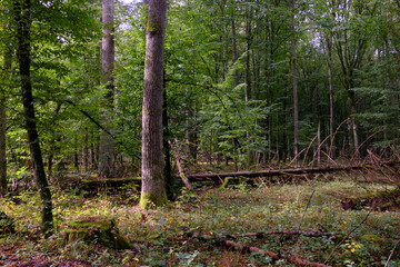 Summertime deciduous forest with broken old tree